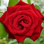 Cinnabar ( Rose )