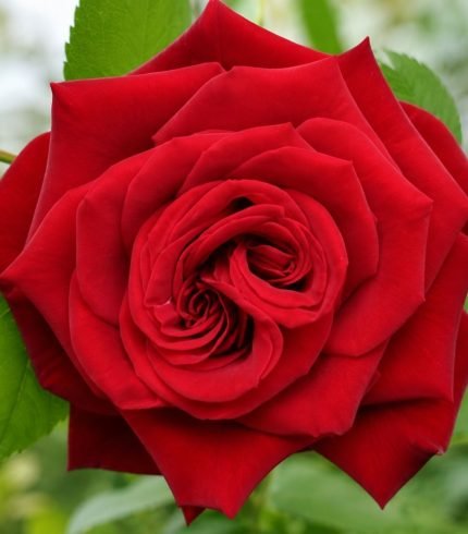 Cinnabar ( Rose )