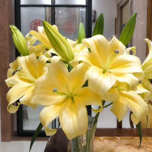 Yunnan lilies