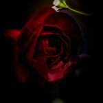 Single dark red rose stem catalogue image — photo by Bernd Dittrich on Unsplash