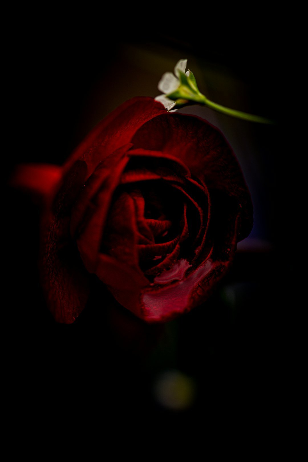 Single dark red rose stem catalogue image — photo by Bernd Dittrich on Unsplash