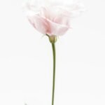Single pink rose stem catalogue image — photo by Marianne Krohn on Unsplash
