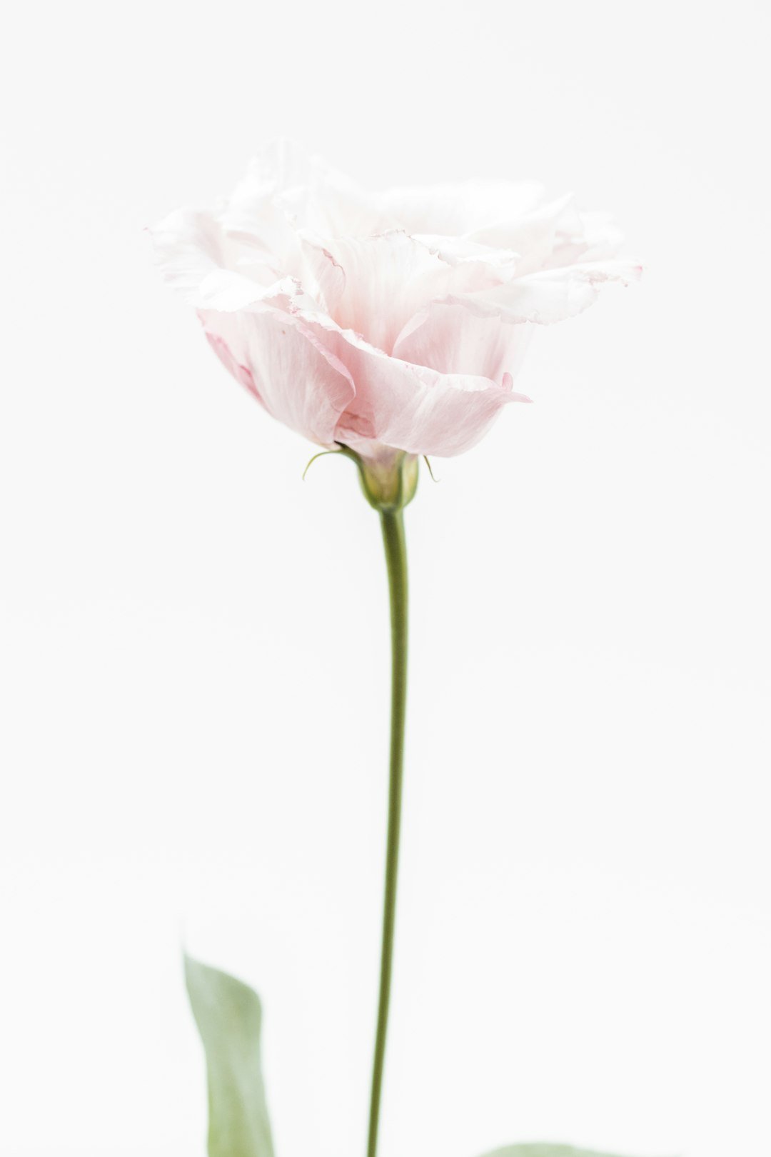 Single pink rose stem catalogue image — photo by Marianne Krohn on Unsplash