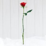 Single red rose stem catalogue image — photo by Natalie Kinnear on Unsplash