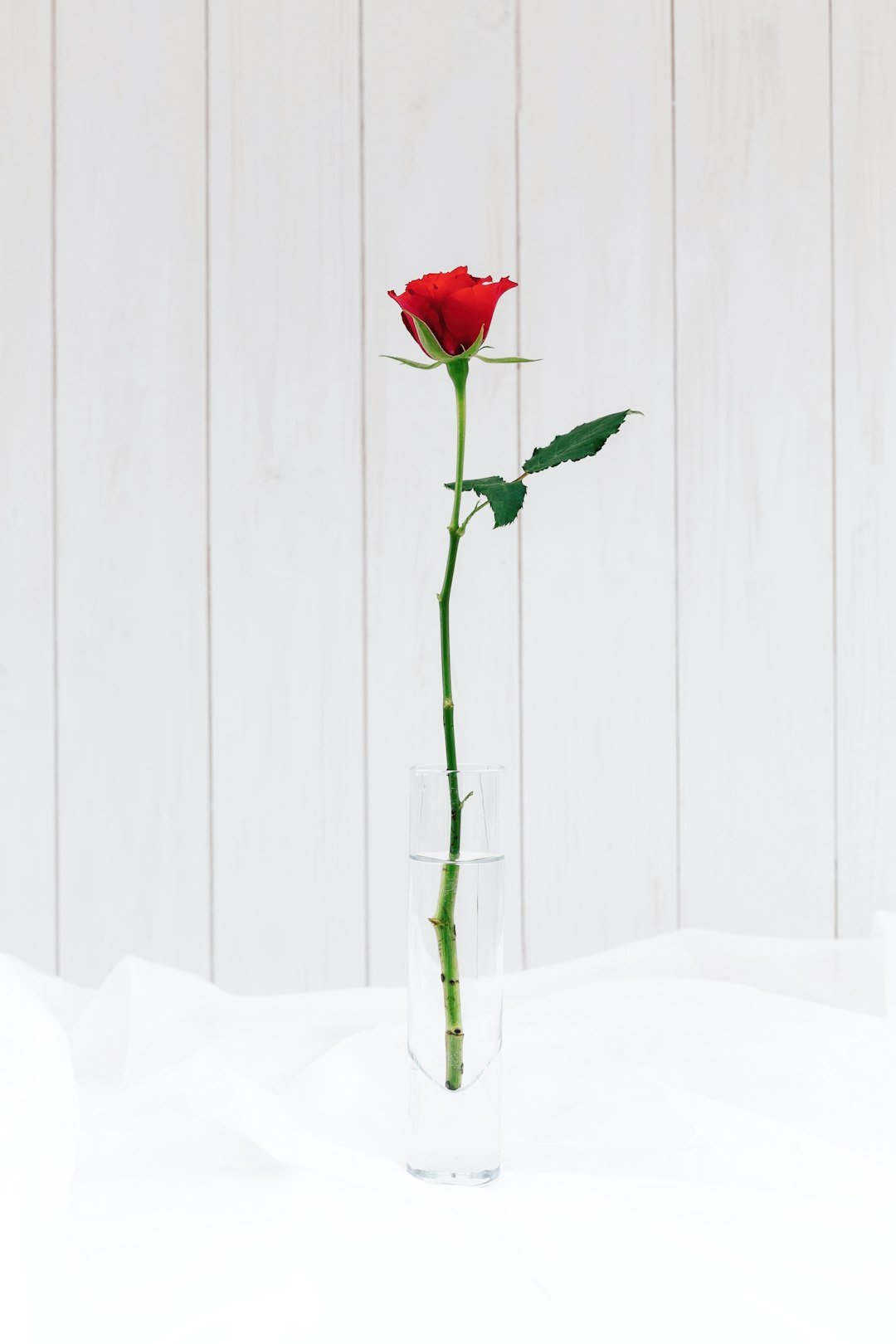 Single red rose stem catalogue image — photo by Natalie Kinnear on Unsplash